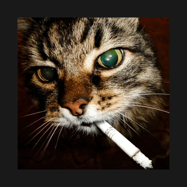 The smoking cat has given up